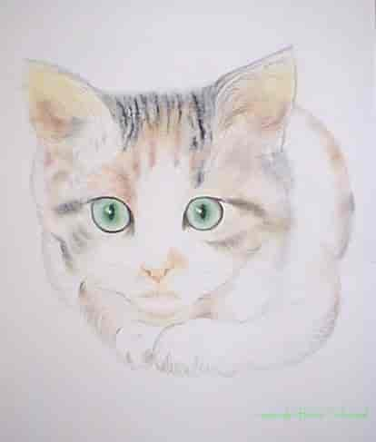 Katze Aquarell